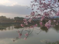 -天适樱花悠乐园