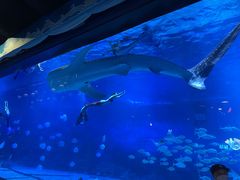 -烟台海昌鲸鲨海洋公园