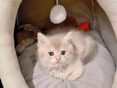 -喵百万·布偶·蓝金金渐层英短·猫舍(百子湾店)