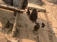 -大连森林动物园