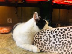 -猫咪博物馆(顶澳仔猫街店)