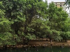 -长白岛森林公园