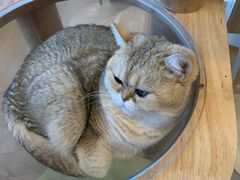 -有喵·猫咖·狗咖·30几只猫10只小狗(岗厦店)