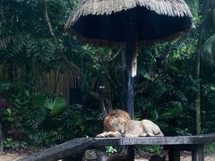 -广州长隆野生动物世界