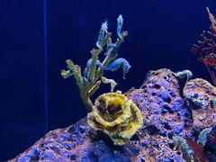 -上海海洋水族馆