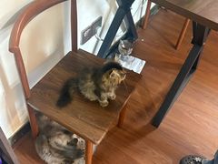 -楼上猫咖(罗湖店)