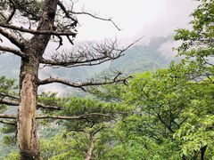 -牛背梁国家森林公园
