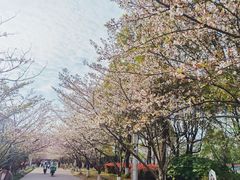 -高东镇樱花园