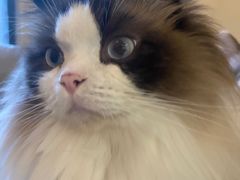 -滚猫咖啡·猫咖·猫友好撸猫(未来城店)