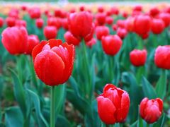 -长沙园林生态园