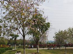 -长洲岛