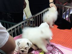 -中环花鸟鱼虫市场