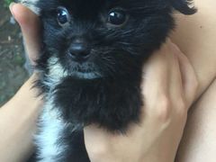 -宠颐生宠物医院·骨外科·犬猫全科诊疗中心(池州店)