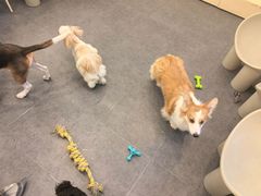 -有喵·猫咖·狗咖·30几只猫10只小狗(岗厦店)
