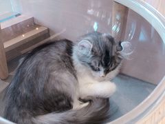 -瞄一喵猫咖(格力海岸店)