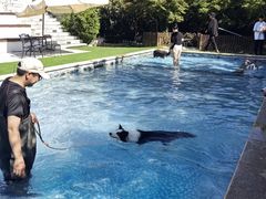 -汪说喵讲宠物乐园宠物酒店(红星美凯龙店)