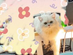 -欣宠猫屋·矮脚拿破仑·蓝金金渐层