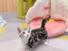 -山宅一喵德文卷毛猫舍