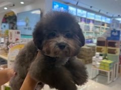 -翊宠yipet猫狗购宠庄园犬舍•猫舍