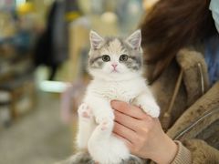 -momokira米努特·德文卷毛猫·棉花面纱犬