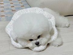 -萌宠之家·腊肠犬·马尔泰·小体犬舍