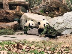 -都江堰中华大熊猫苑