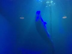 -大连圣亚海洋世界