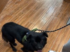 -瑞派动物医院·绝育·犬猫全科·预防医学(光景江南中店)