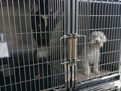 -PETKIT 小佩宠物·低压洗护·美容·寄养(安远店)