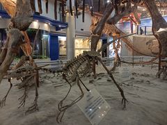 -国家自然博物馆