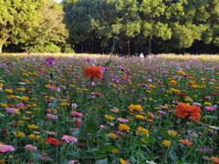 -上海共青森林公园