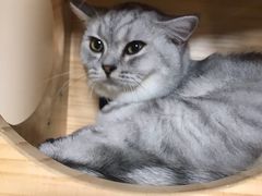 超可爱的猫猫-喵屋coffee