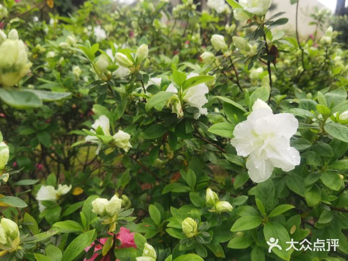 琴亭湖公园图片