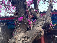 -万寿八仙宫