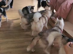 -Husky Go! 哈士奇体验馆·宠物咖啡厅狗咖