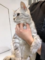 -飞梵造型