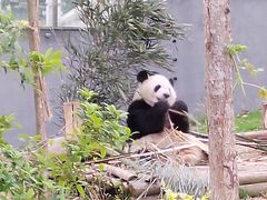 -成都大熊猫繁育研究基地