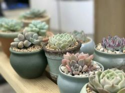 -榕树上·瑜伽普拉提