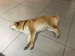 -柴务处·柴犬主题狗咖