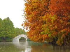 -上海海湾国家森林公园