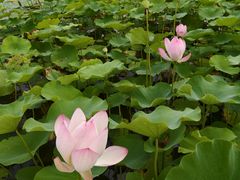 -莲花池公园