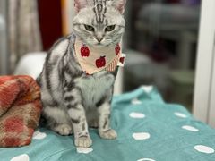 -瑞派名望24h动物医院异宠专科·猫专科·骨科·重症监护分院