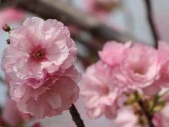 -天适樱花悠乐园
