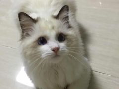 -宠爱多约克夏马尔济斯泰迪小型犬专卖