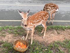 -西双版纳原始森林公园