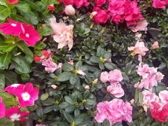 -曲阳花鸟市场(曲阳路店)