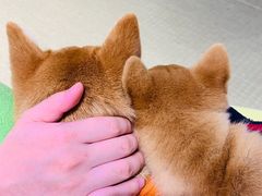 -逗柴咖啡屋·狗咖猫咖宠物桌游
