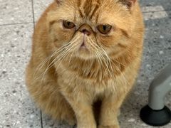 -四月宠物医院·猫专科·心脏专科·内科(转塘店)