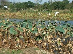 -上海长兴岛郊野公园