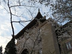 -武汉大学-樱园